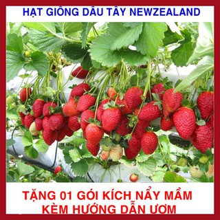 100 Hạt giống Dâu Tây Newzealand Quả To, Chịu Nhiệt (tặng gói kích nẩy mầm và hướng dẫn)