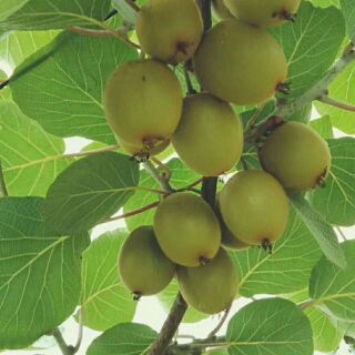 Cây giống ki wi ra quả sau 5 tháng
