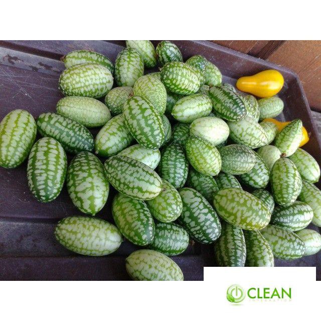 Hạt Giống Dưa Hấu Mini - 10 Hạt