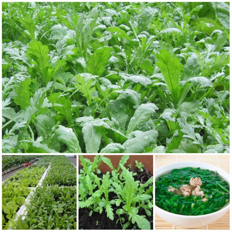 Hạt Giống Rau Cải Cúc, Cải Cúc Tẻ Chân Lùn Lá Sẻ Dễ Trồng, Năng Suất Cao -Gói 20g