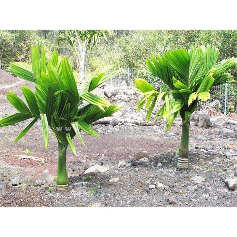 COMBO 30 cây cau lùn tặng 1 cây