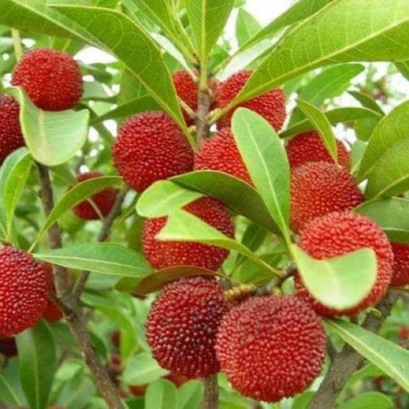 COMBO 5 HẠT GIỐNG THANH MAI - 1 gói