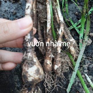 combo 5 củ huệ mưa màu hồng