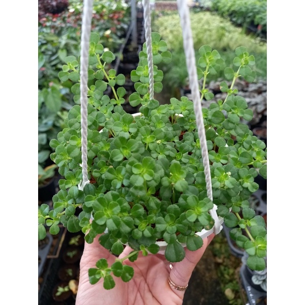 Chậu cứng Pilea depressal tiny tears- Sedum hoa hồng