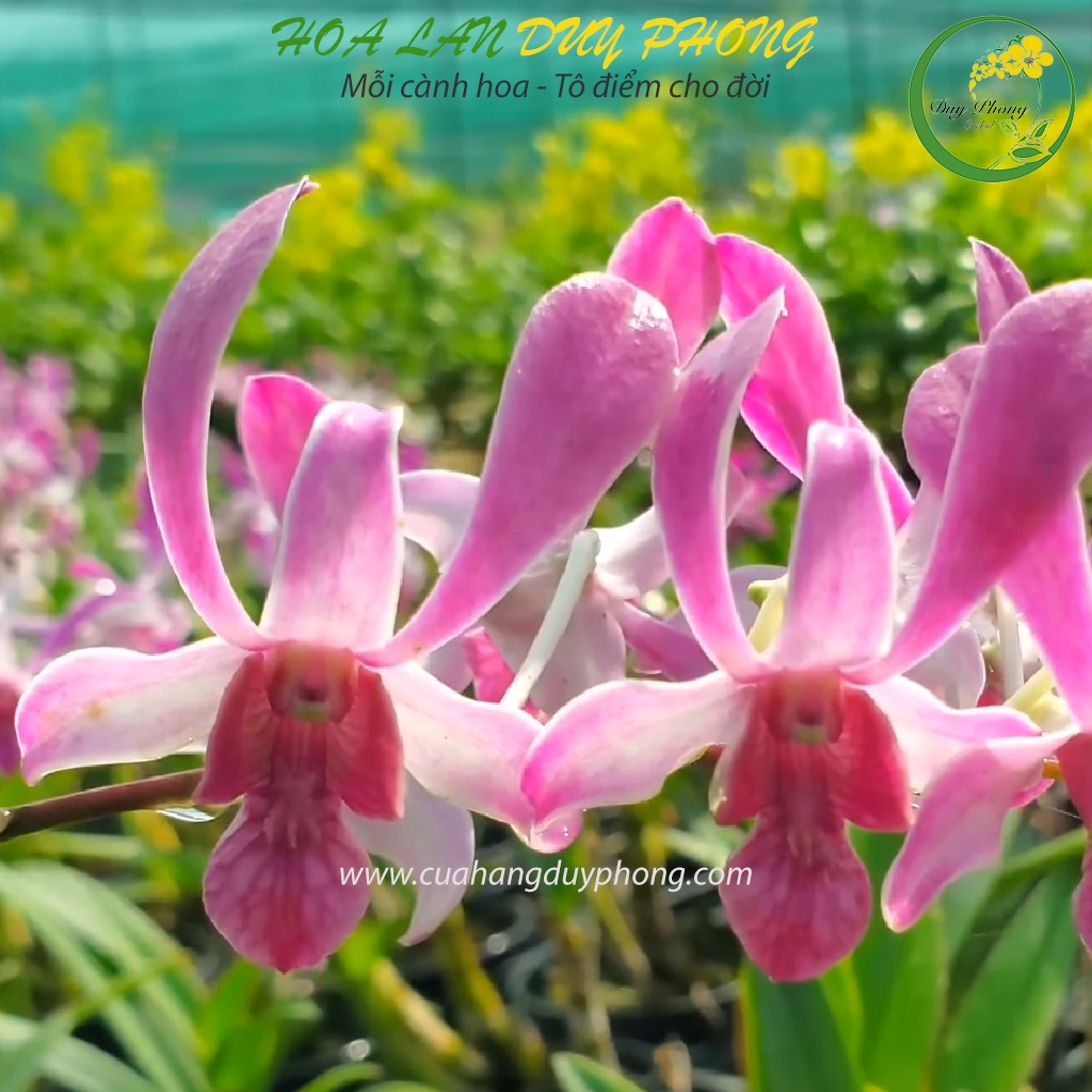 DENDRO NẮNG - TRE TÍM - Bán nguyên chậu,  hương thơm rất đặc sắc, nó có đặc điểm nhận dạng thú vị mặt hoa tinh tế thơm d