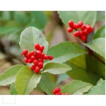 500gr cây sói rừng khô hàng chuẩn xịn, thơm ngon