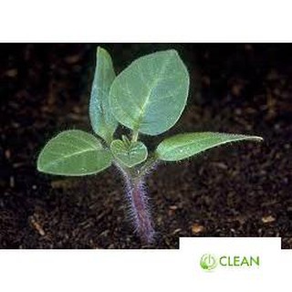 50 HẠT GIỐNG CÀ TÍM QUẢ LÊ