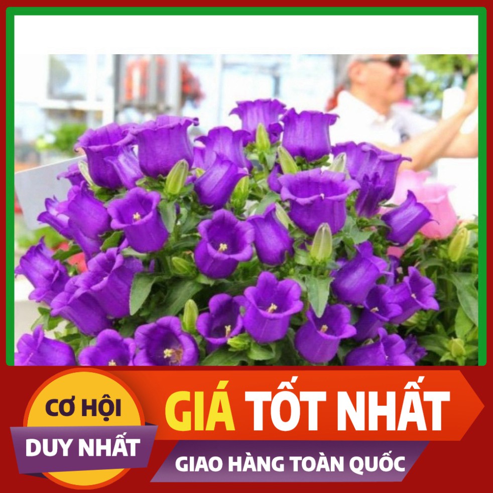 Hạt giống hoa Chuông Tím