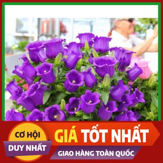 Hạt giống hoa Chuông Tím