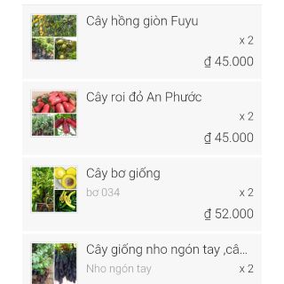 Combo hồng giòn ,roi đỏ,bơ 034,nho ngón tay mỗi loại 2 cây