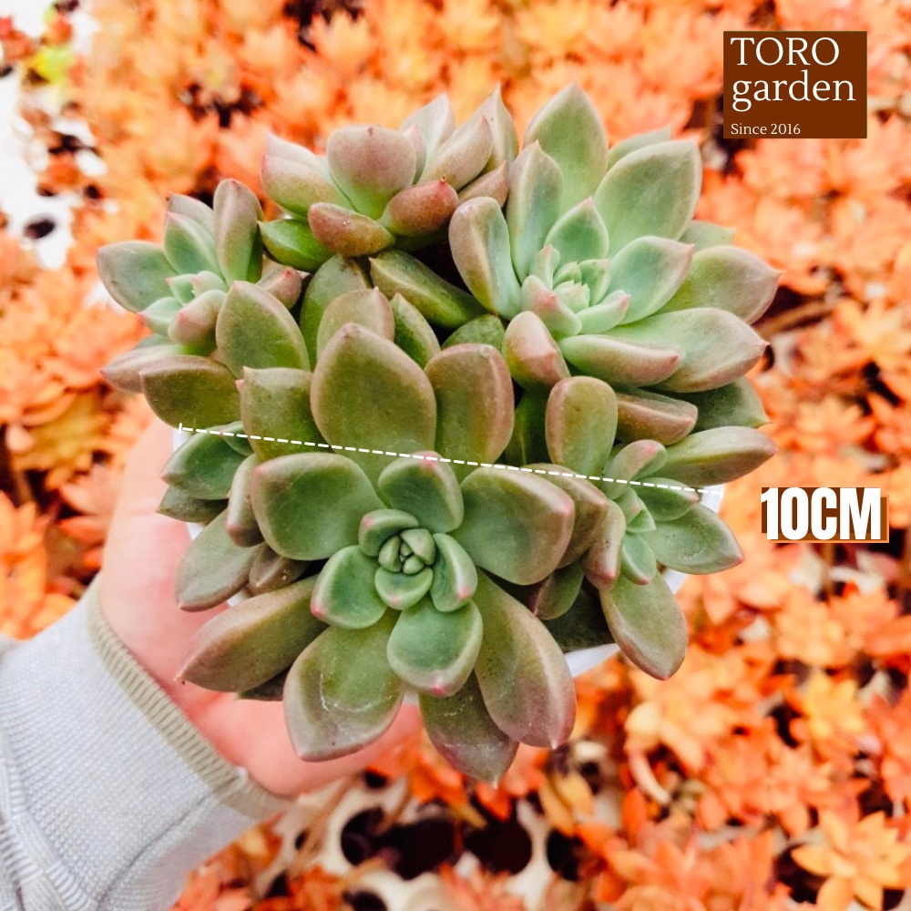 Sen đá aerolite Đà Lạt size trung bình cây cảnh trang trí nhà cửa Toro garden
