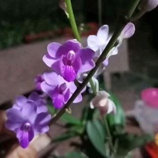 lan hồ điệp rừng lá gấm