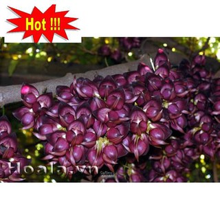 Hoa leo Huyết long 10 hạt