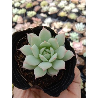 Sen Đá Ruby Trắng Size Mini, Xuất Xứ Đà Lạt, Lỗi 1 Đổi 1 💪 💪