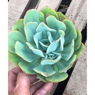 Chậu sen đá size vừa SD19