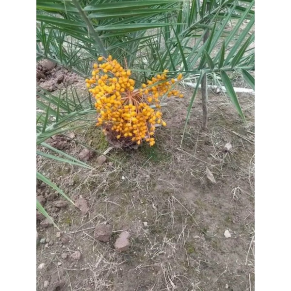 CÂY GIỐNG CHÀ LÀ Tháiland SIÊU QUẢ.