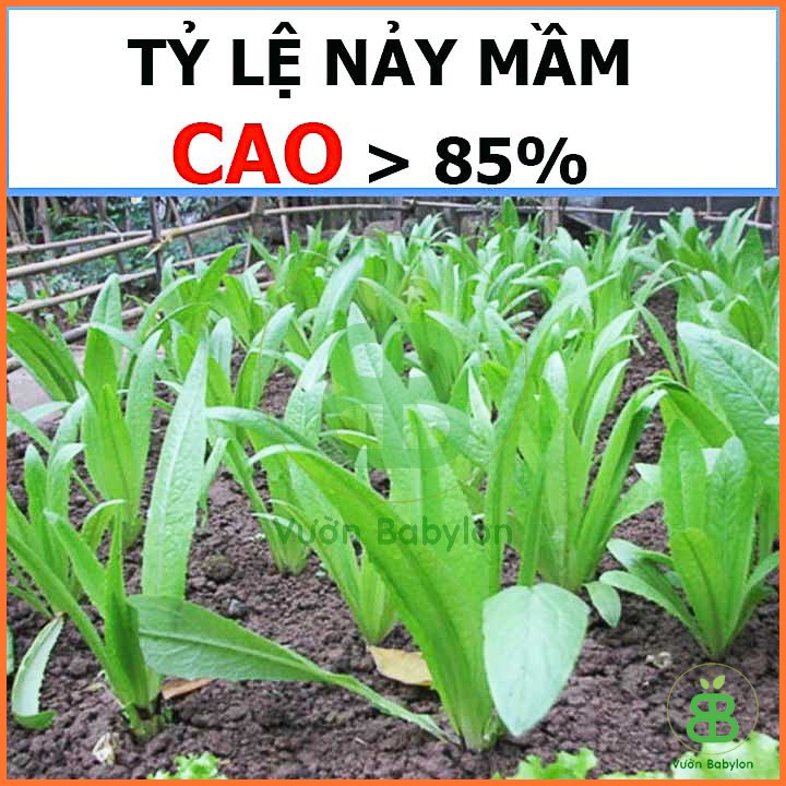 Hạt giống Xà Lách Lá Nhọn(Rau Diếp Thơm) 10G