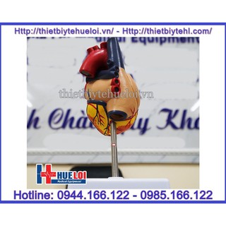Mô hình giải phẫu tim người