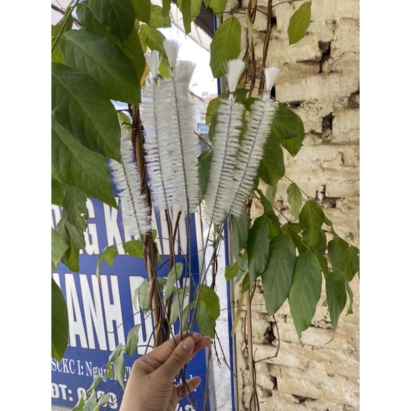 cọ vệ sinh,cọ vệ sinh cho cóng chim, cọ vệ sinh cho chim