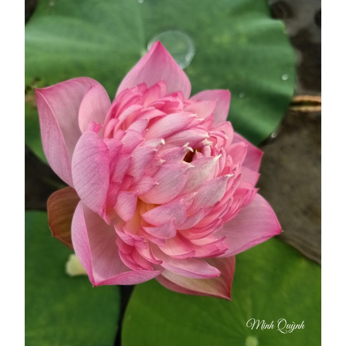 Củ sen Táo hồng