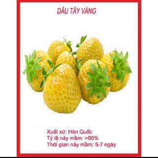 Hạt Giống Dâu Tây Vàng Gói 50 Hạt