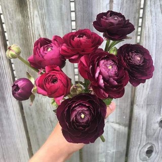 Củ Giống Hoa Mao Lương (Hoa Tết)