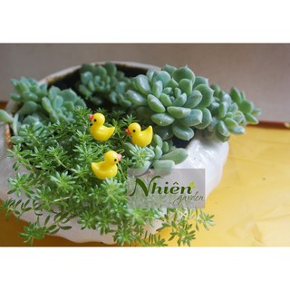 [HÌNH THẬT] VỊT CON - Phụ kiện trang trí tiểu cảnh
