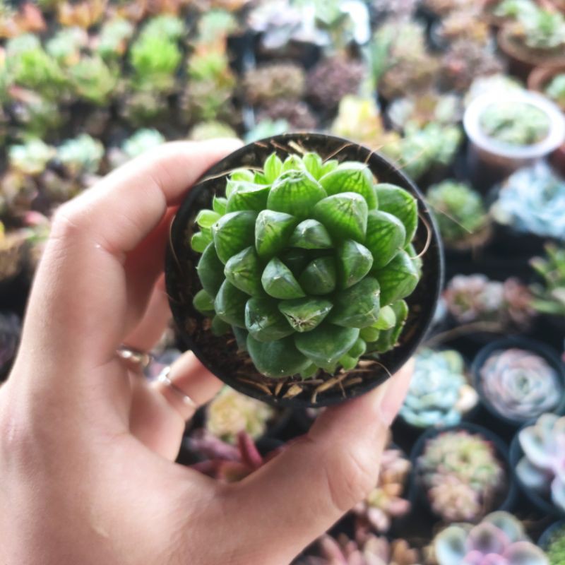 Sen đá ngọc tròn Full Size đã thuần khí hậu, sen đá vỉ size mini để bàn, Siêu khỏe, trang trí decor phòng