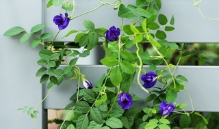 Sỉ 3000 hạt giống hoa đậu biếc