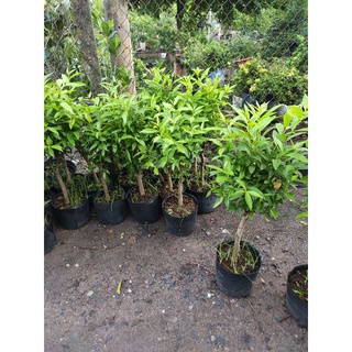 cây vối Cleistocalyx operculatus - lá vối nếp- cây cao khoản 1m hoàn gốc 3cm- {hình thật}