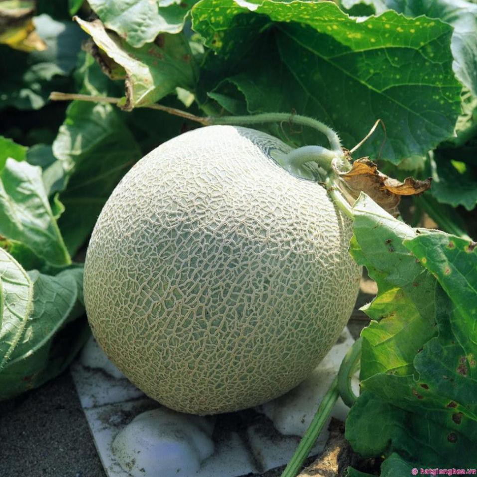 20 Hạt giống dưa lưới xanh TẶNG KÈM PHÂN VÀ KÍCH MẦM