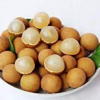 CÂY GIỐNG NHÃN LỒNG KHÔNG HẠT