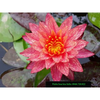 [GIÁ RẺ VÔ ĐỊCH]Cây hoa súng đỏ Wanvisa