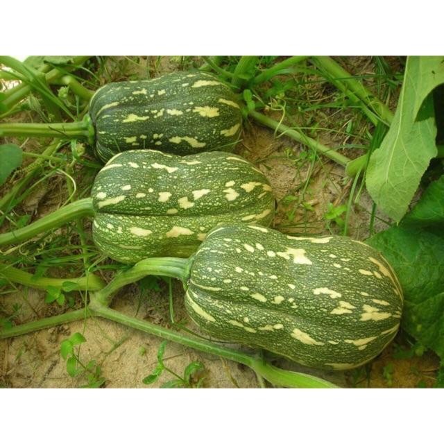 Hạt giống bí đậu hồ lô