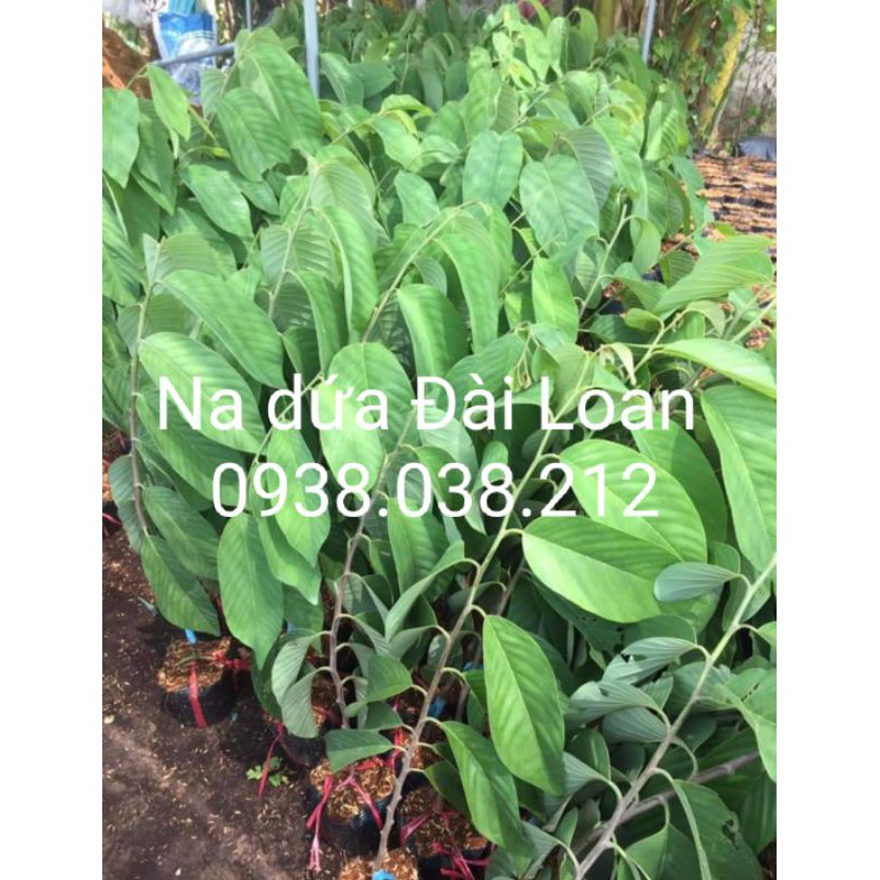 CÂY NA DỨA ĐÀI LOAN