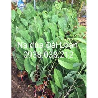 Combo na dứa , na thái , mãng cầu xiêm thái