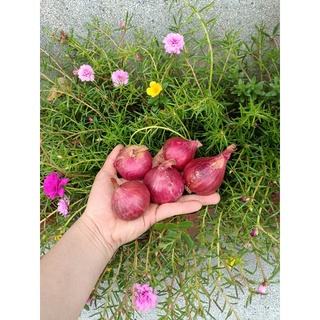 (1kg) CỦ HÀNH TÍM ẤN ĐỘ, TO CHẮC CỦ.