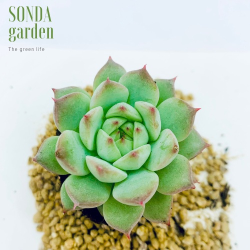 Sen đá tiểu ngọc SONDA GARDEN size mini 2.5-4cm, xuất xứ Đà Lạt, khoẻ đẹp, lỗi 1 đổi 1