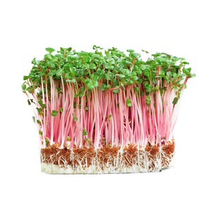 100g Hạt Rau Mầm Củ Cải Đỏ Loại Đặc Biệt ( hàng chuẩn công ty, đã tét độ nảy mầm )