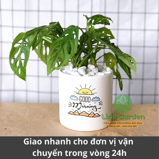 [ Quà Tặng Kèm ] cây trầu bà lá mưa