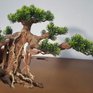 Lũa bon sai (37-29-20cm)