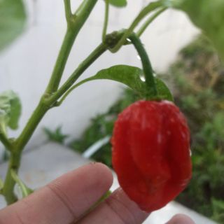 Hạt ớt  Habanero đỏ Mỹ