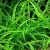 Cây thủy sinh Cỏ Thìa