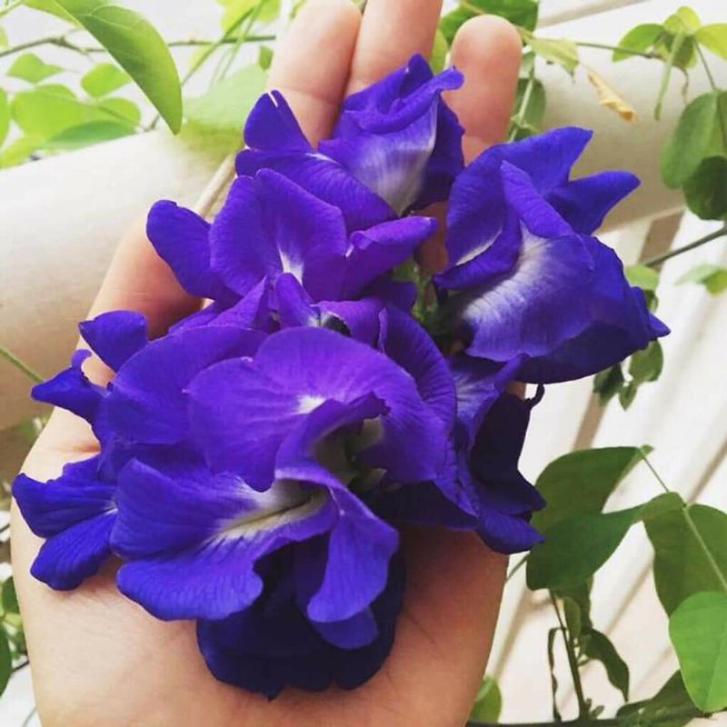 Cây giống hoa đậu biếc kép bông to siêu hoa