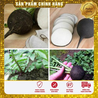 Hạt giống Củ cải Đen ( Đức 10 Hạt )