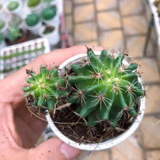 Xương rồng Hamato | Xuất xứ Đà Lạt | Dễ trồng dễ chăm