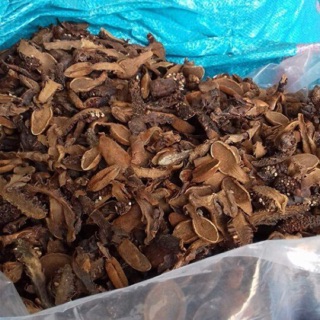 Nấm Ngọc cẩu khô nguyên búp