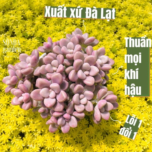 Sen đá sỏi hường SONDA GARDEN size trung bình 10-12cm, cây cảnh trang trí nhà cửa, lỗi 1 đổi 1