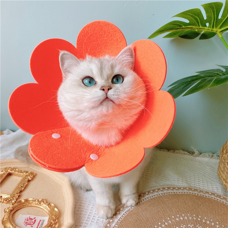 Vòng chống liếm - vòng Elizabeth cho chó mèo