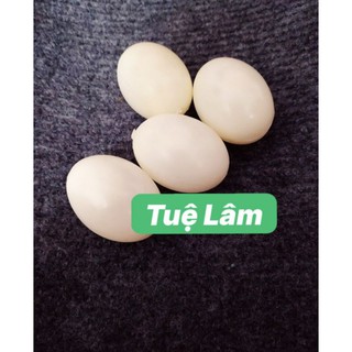 Trứng chim bồ câu giả